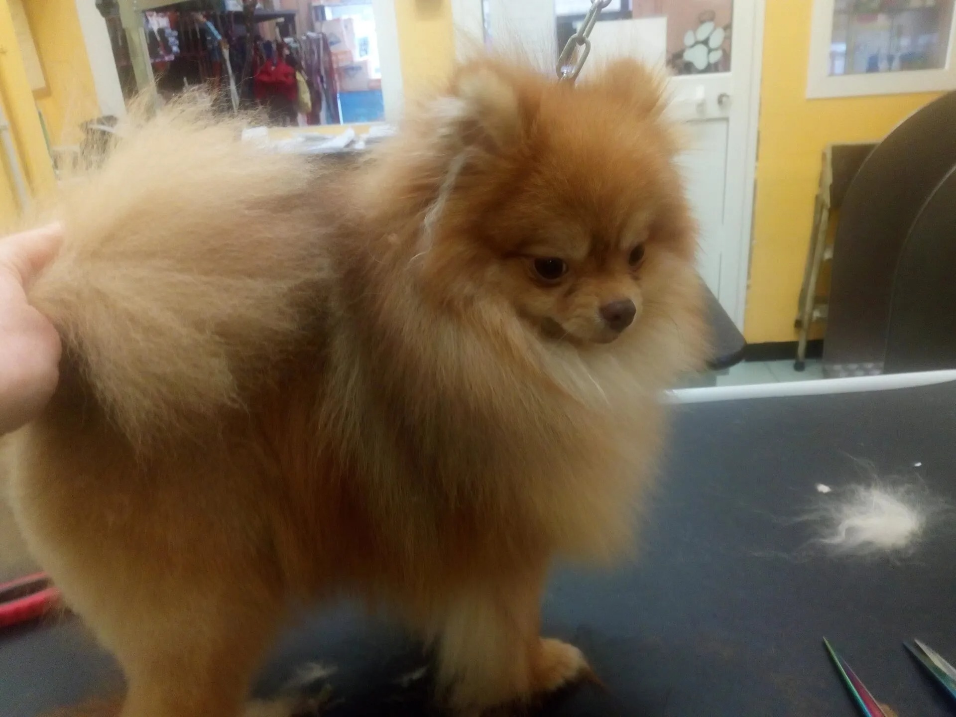 Bichon Frise